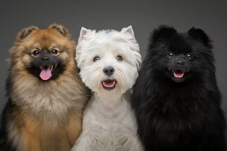 beautiful-spitz-dogs