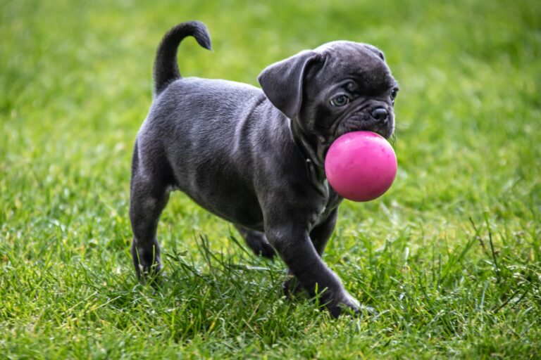 puppy_training